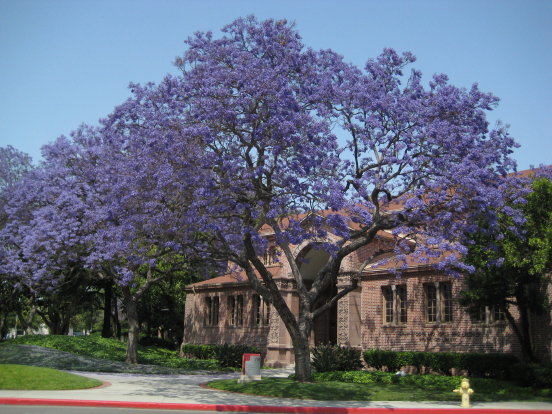 jacaranda_1.jpg
