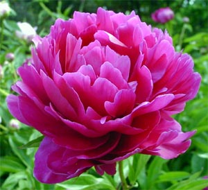 peony.jpg