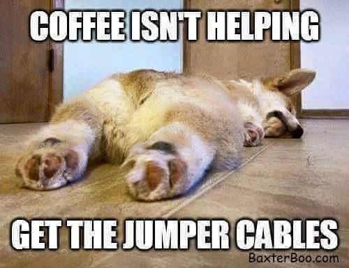 animal-coffeeisnt-helping-get-jumpercables-baxterboocom