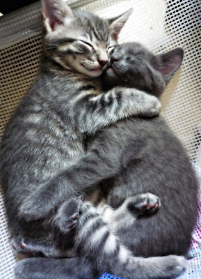 Kitten-Hugging-Techniques-25.jpg