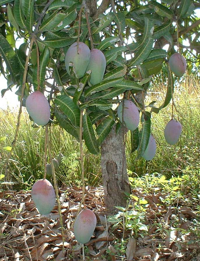 mango-tree2.jpg