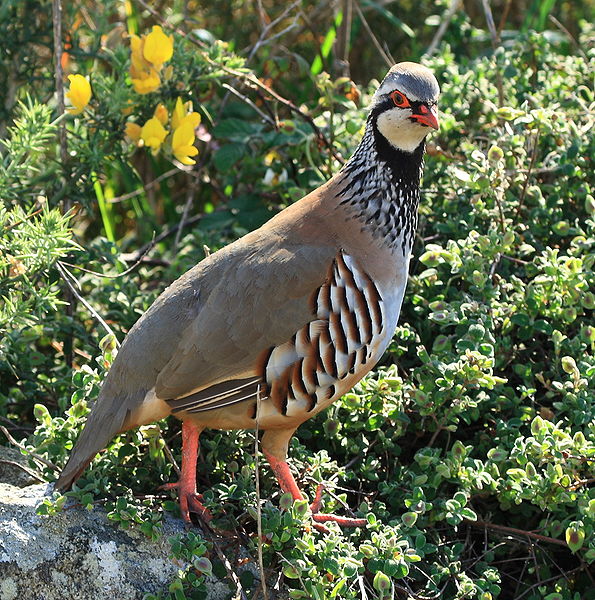 red-legged-partridge.jpg