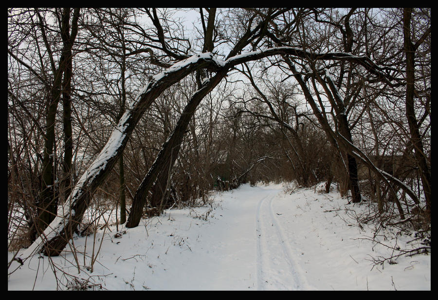 winter_trees_by_ketike-d36m7vv.jpg