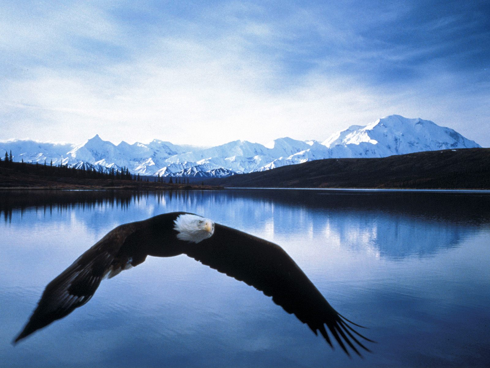 Bald-Eagle-in-Alaska.jpg