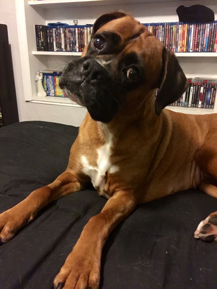 boxer-dog.jpg