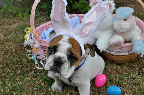 easter-bulldog-face-wallpaper.jpg