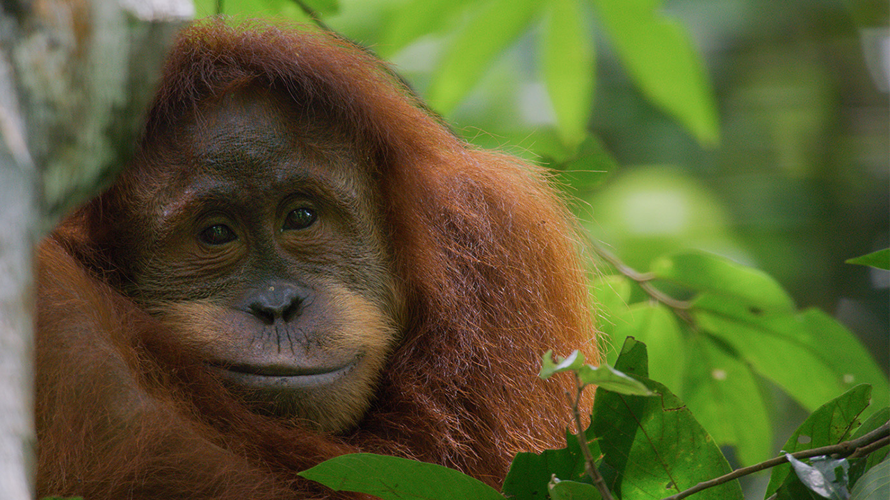 orangutan-1776889120182.png