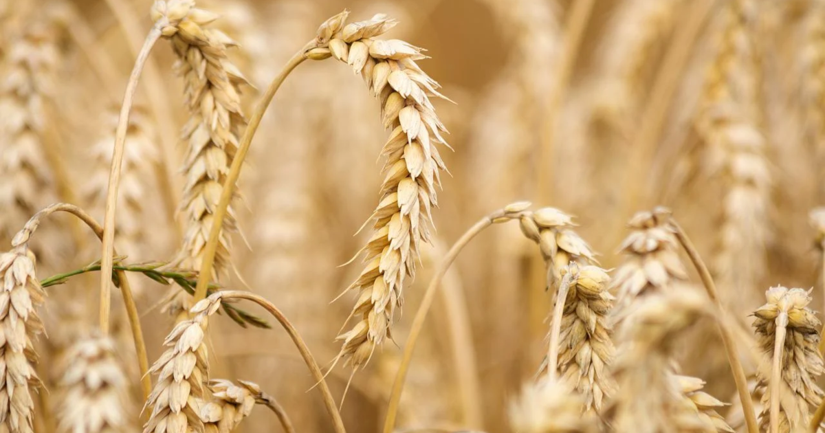 organicconsumers.org