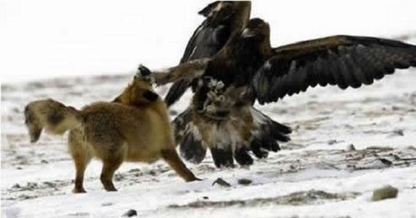 CVyWAxbUYAAvuZP.jpg:large