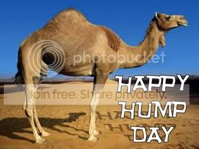 camel01.jpg