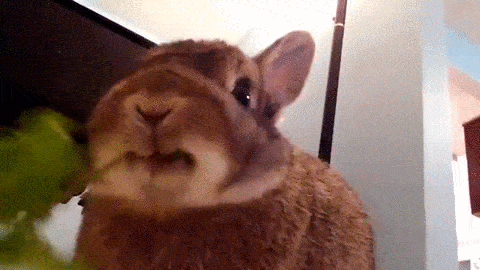 cute-bunny-gif-16.gif
