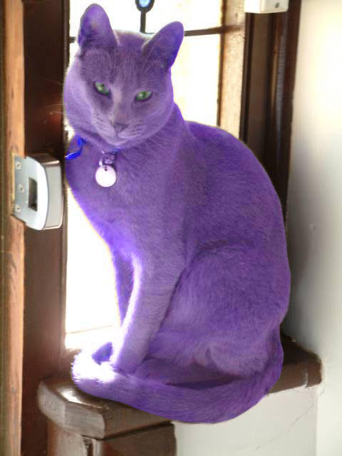 Boris_am_teh_purple_pussy.jpg