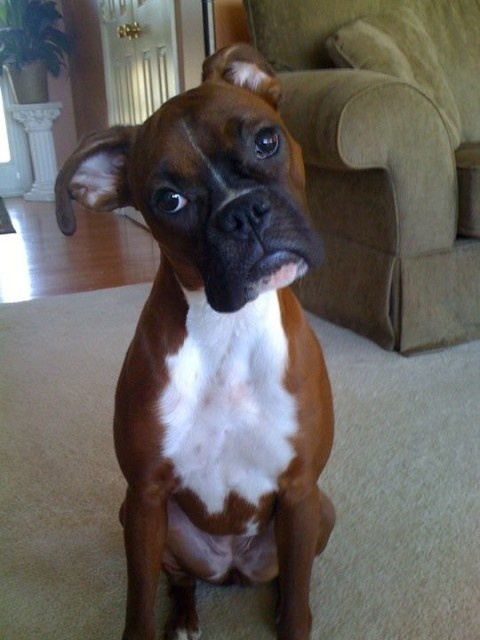 boxer-head-tilt.jpg
