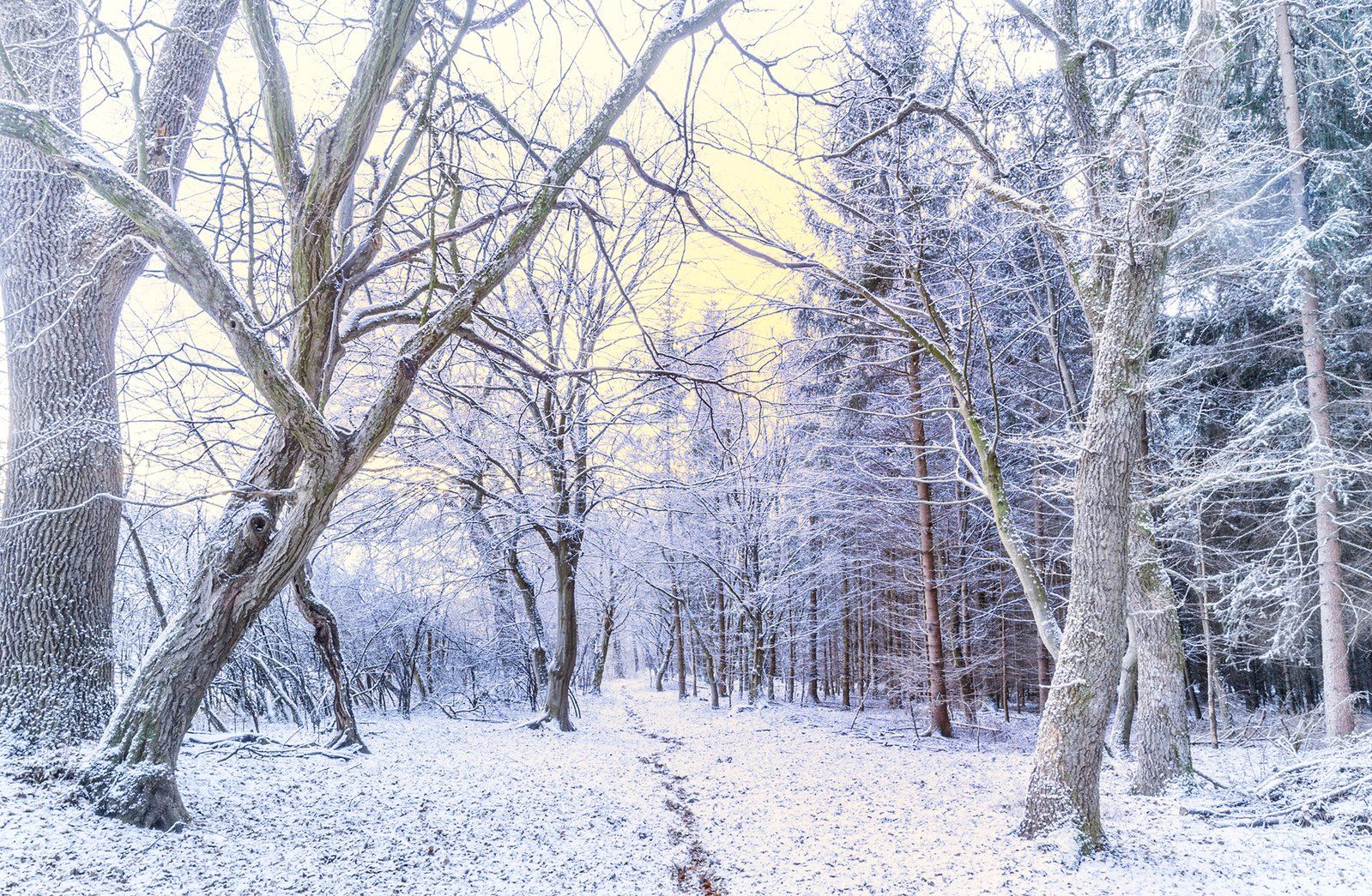 frosty-morning-in-forest-1332111.jpg