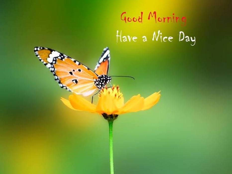 Good-Morning-Have-A-Nice-Day-wm13041.jpg