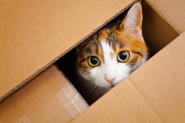 cat-in-a-box-e1457620811910.jpg