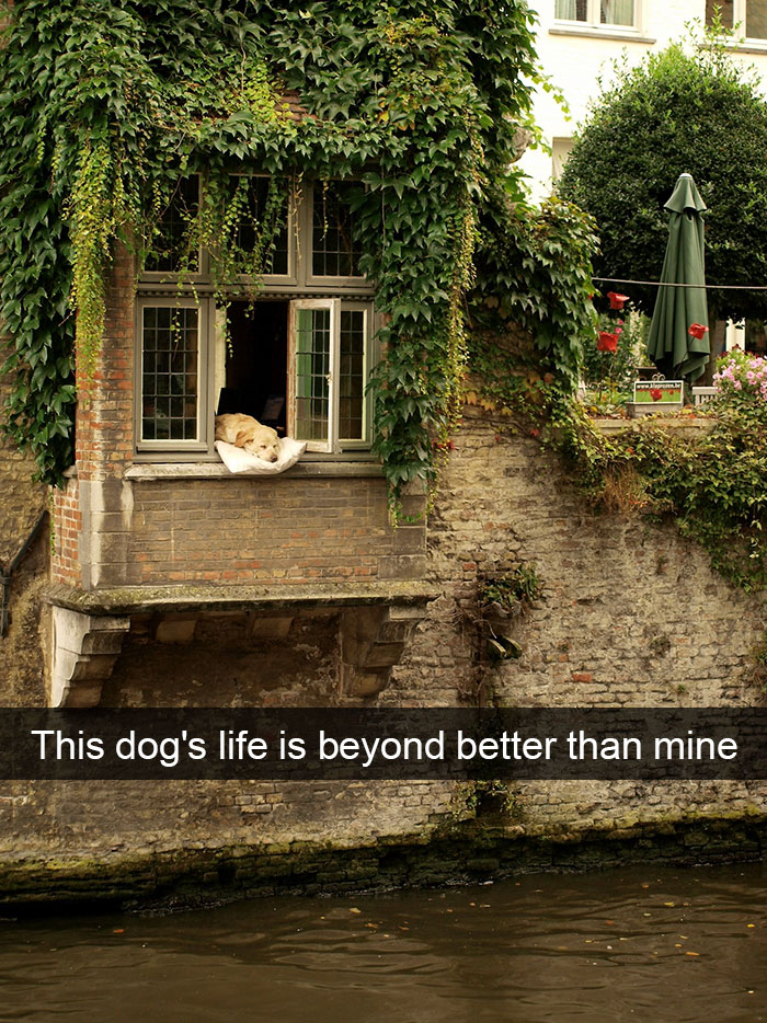 animal-snapchats-78-587f7662add2c__700.jpg