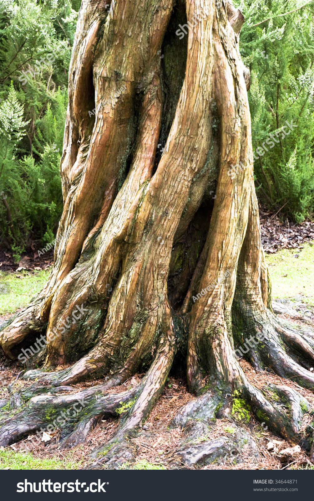 stock-photo-a-beautiful-tree-with-twisting-roots-34644871.jpg