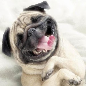 vd9dnqXiZMFcP7pjhw6JxeT_vIThDpJg2jN5rVW_f6-nJFuJzXBeiUBE9fskWFS7EQ=w300