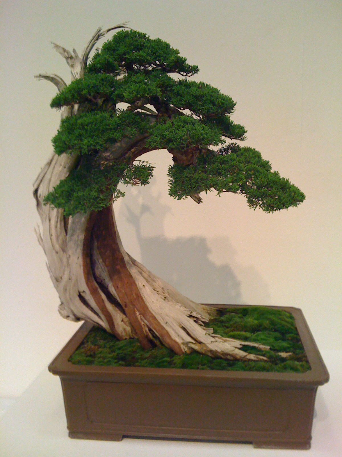 bonsai-10.jpg