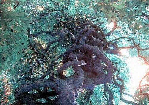 strange-trees52.jpg