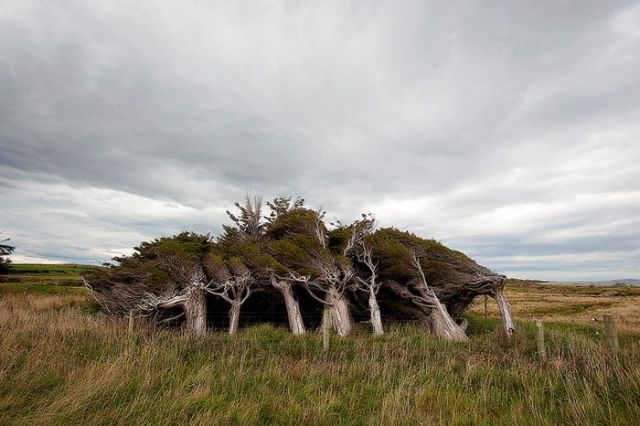 antarctic_winds_give_these_trees_unusual_shapes_640_12.jpg