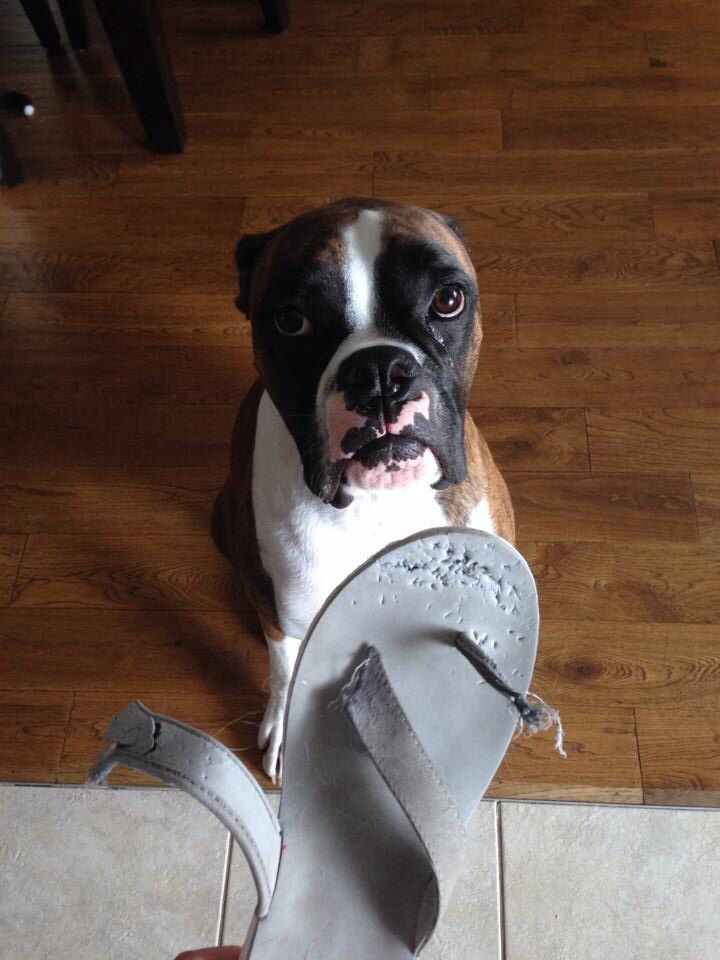 boxer-guilty-dog.jpg