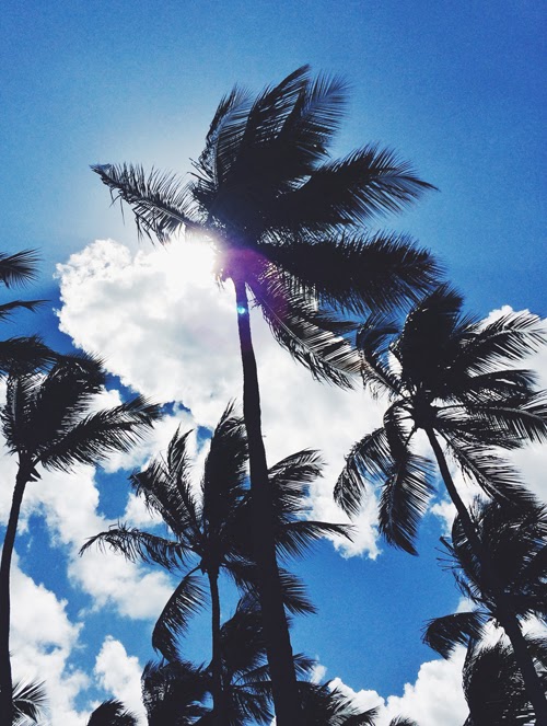 Palm+Trees.jpg