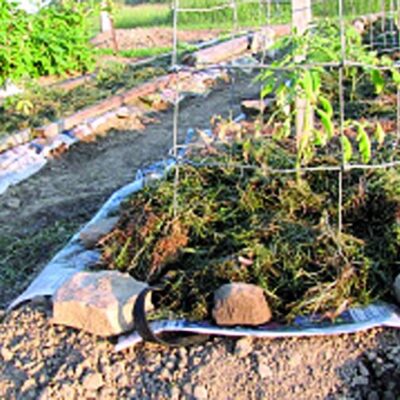 Heavily Mulched, No-Weed Gardening Saves Water