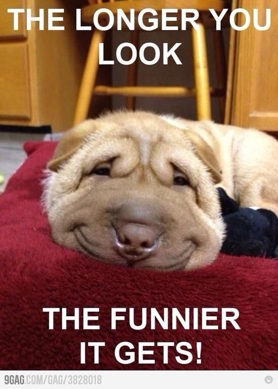 9240d273f39c3c61b8e50234807708c8--funny-dog-pics-funny-stuff.jpg