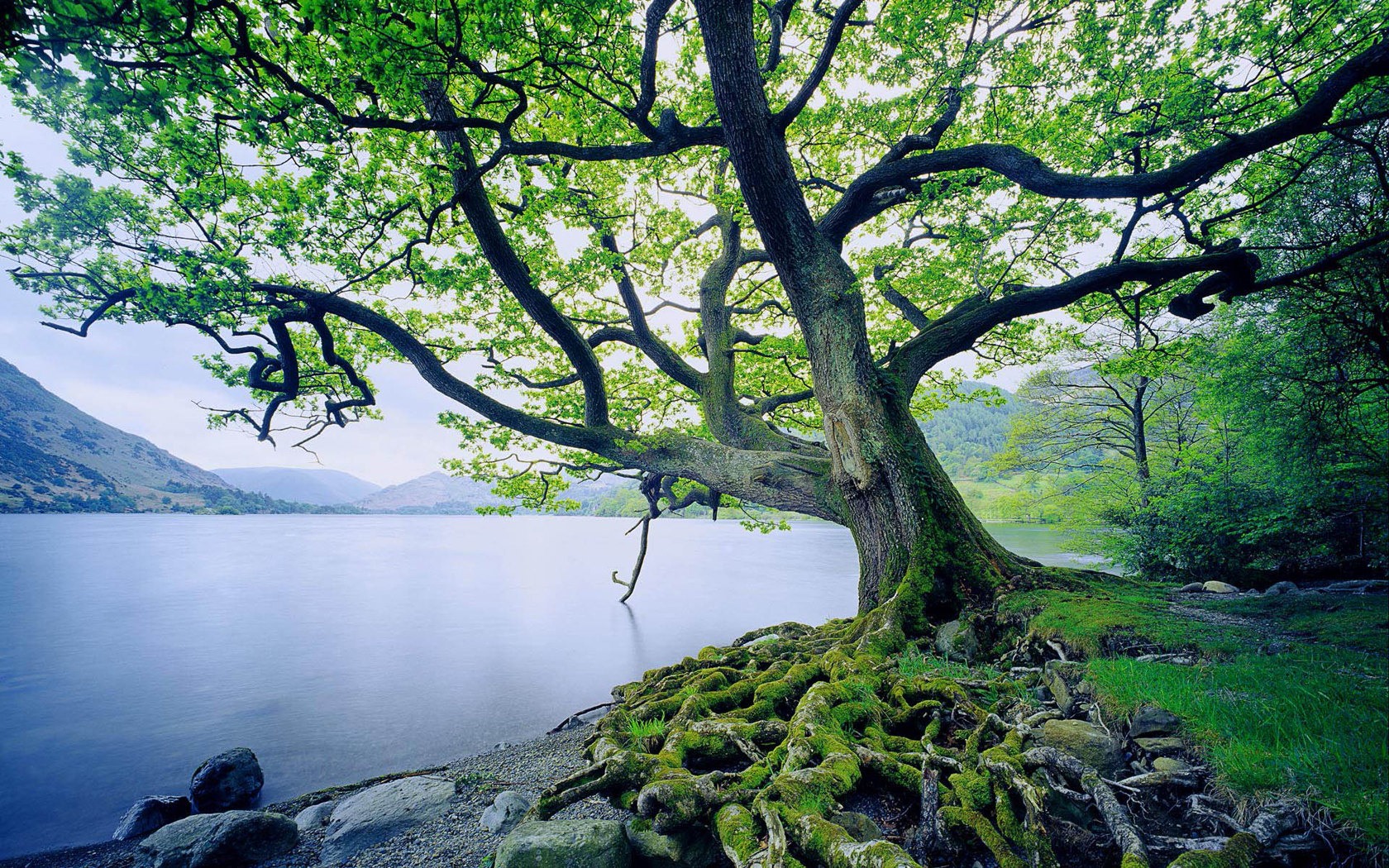 beautiful-tree-and-river.jpg