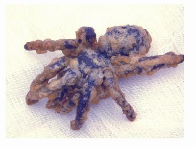 tarantula.0.jpg