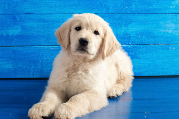 golden_puppy_dog_pictures.jpg