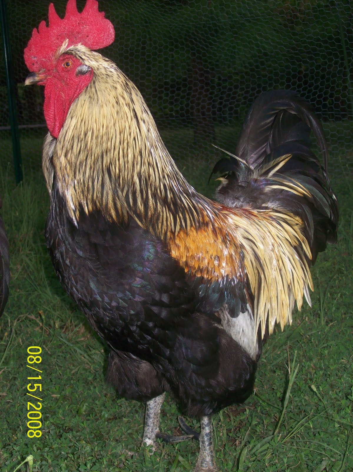 Big+Rooster.jpg