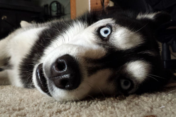 husky_sideways_dog_pictures_.jpg