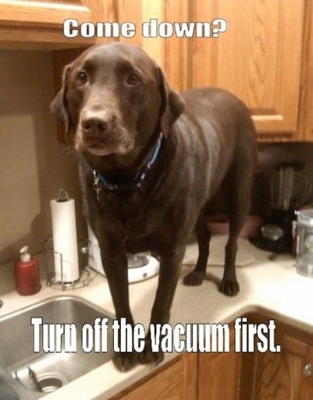 funny-labrador-dog-pics.jpg