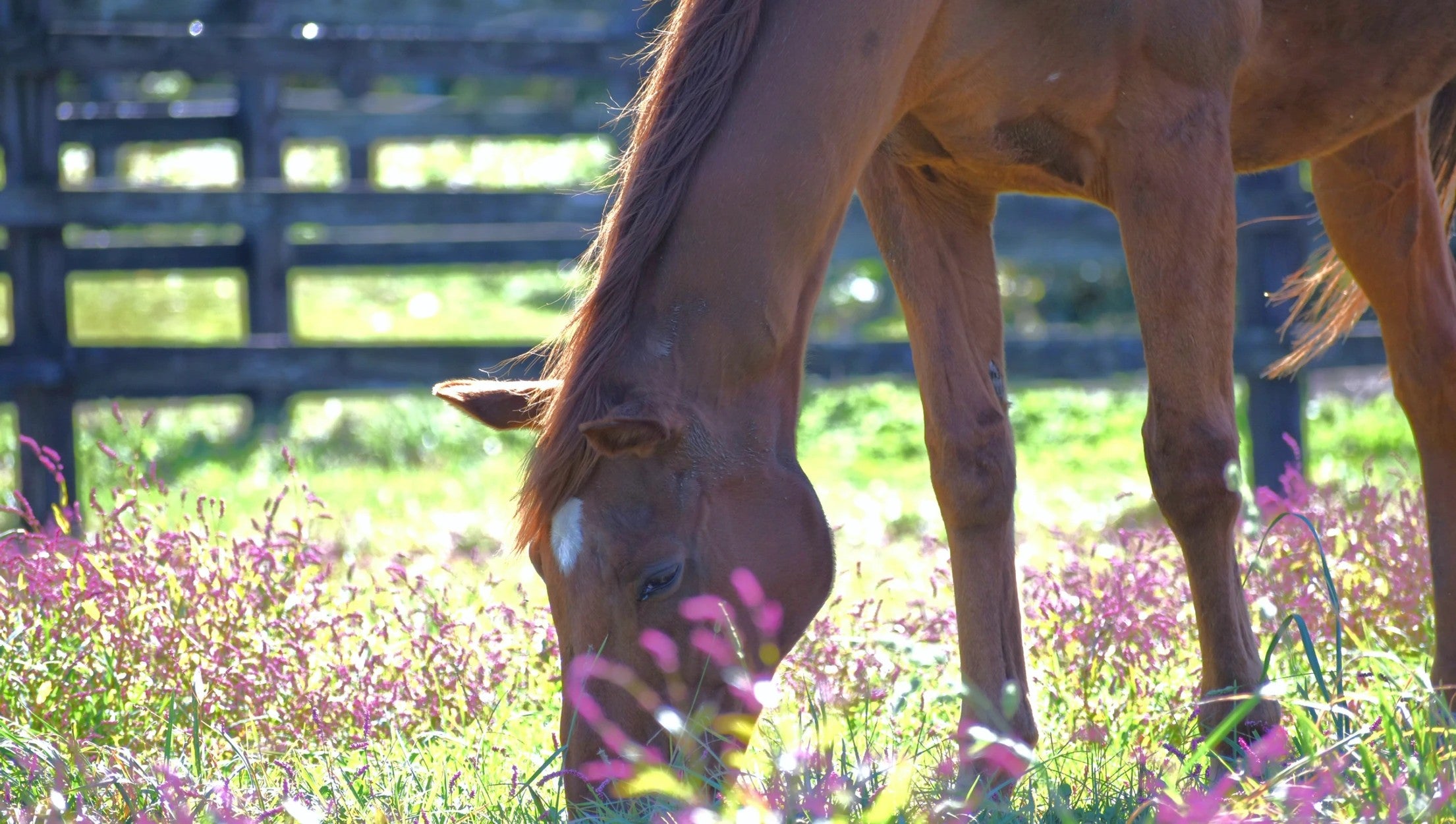 grass-wonder-main-1754672078444.jpg