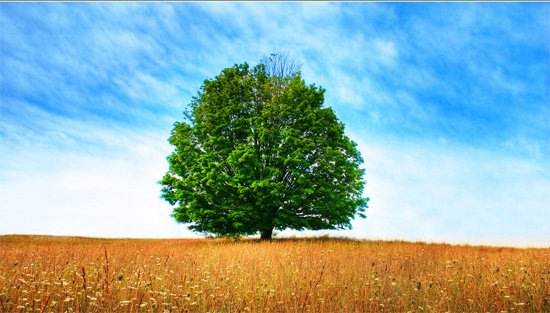 Awesome-Tree-Wallpaper.jpg