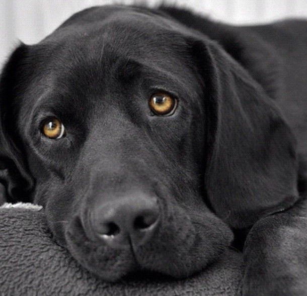 sad-face-eyes-black-lab-photo.jpg