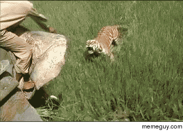 tiger-attacks-elephant-rider-8928.gif