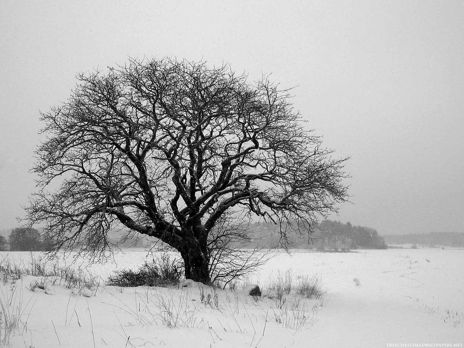 tumblr_static_tree-alone-winter-scene.jpg