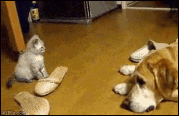 cute-cat.gif
