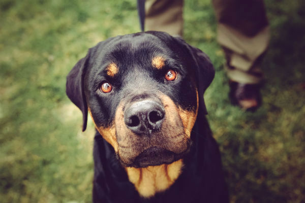 rottweiler_dog_pictures.jpg