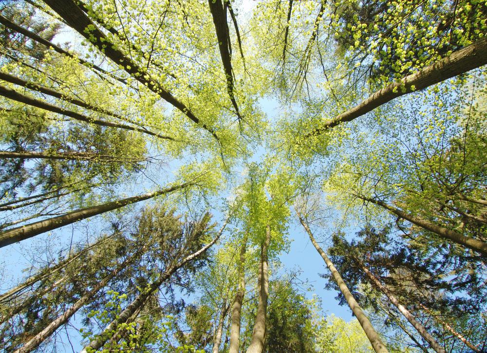 forest-canopy.jpg
