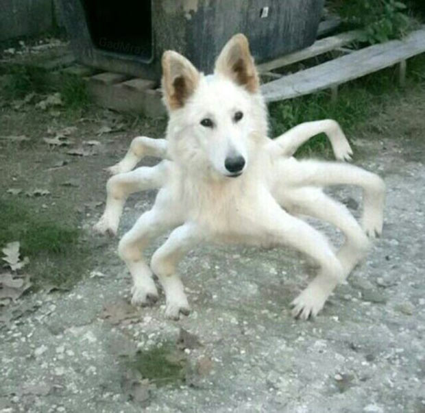 funny-pics-8-legged-dog.jpg