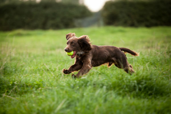 boykin_spaniel_dog_pictures.jpg