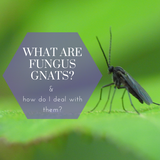 growyourownvegetables.org