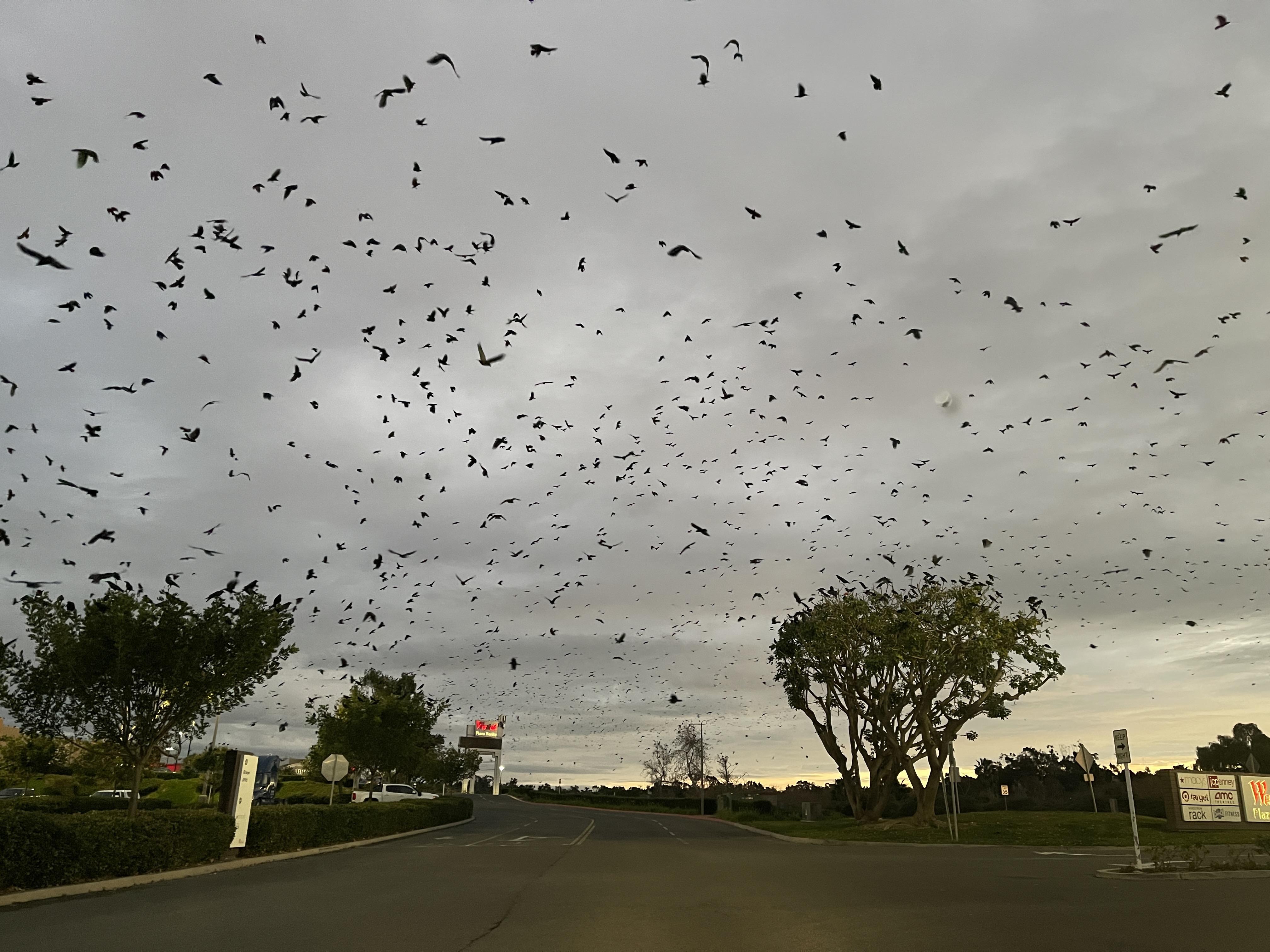 31c3f929c0ddd8369434ace2e8ab0df2.dng