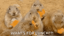 viral-hungry.gif