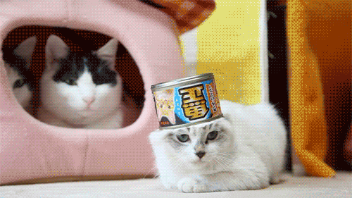 funny-cat-gif-7.gif